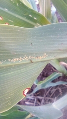 Nylanderia terricola