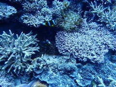 Amphiprion akindynos