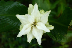 Curcuma