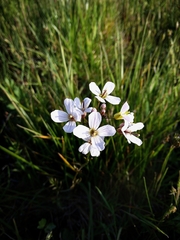 Cardamine pratensis matthioli
