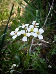 Cardamine pratensis matthioli