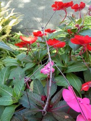 Bactricia bituberculata