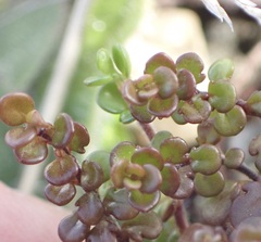Veronica decora