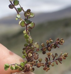 Veronica decora