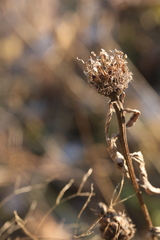 Centaurea phrygia pseudophrygia