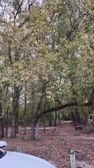 Acer negundo texanum