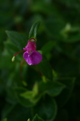 Impatiens oppositifolia