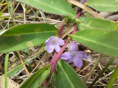 Eremophila debilis