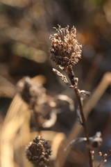 Centaurea phrygia pseudophrygia