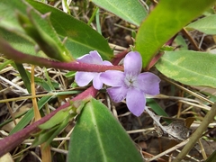 Eremophila debilis