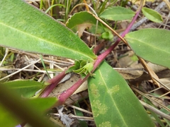 Eremophila debilis