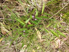 Eremophila debilis