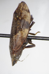Lepyronia quadrangularis