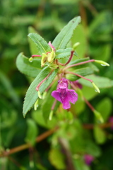 Impatiens oppositifolia