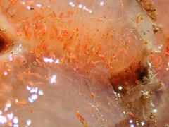 Aplidium californicum