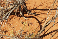 Ctenophorus isolepis