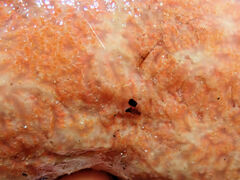 Aplidium californicum