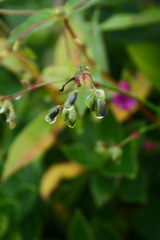 Impatiens oppositifolia