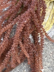 Echinothamnion hystrix