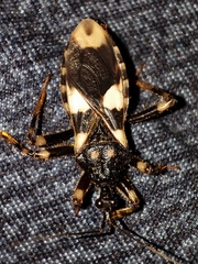 Reduviidae