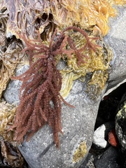 Echinothamnion hystrix