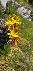 Asphodeline lutea