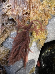 Echinothamnion hystrix