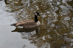 Branta canadensis