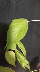 Acer negundo texanum