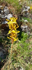 Asphodeline lutea