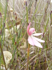 Caladenia pusilla