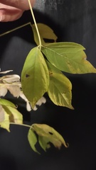 Acer negundo texanum