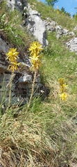 Asphodeline lutea