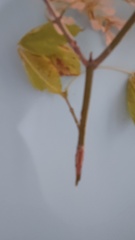 Acer negundo texanum