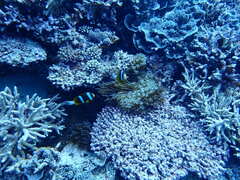Amphiprion akindynos