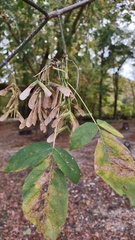 Acer negundo texanum