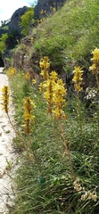 Asphodeline lutea