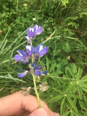 Lupinus argenteus palmeri