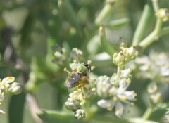 Stratiomyomorpha