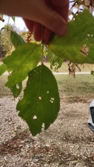 Acer negundo texanum