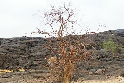 Commiphora myrrha iNat (1)