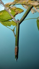 Acer negundo texanum