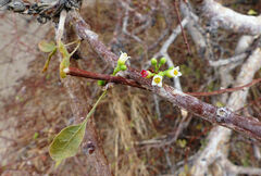 Commiphora myrrha