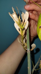 Acer negundo texanum