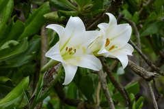 Lilium longiflorum