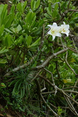 Lilium longiflorum