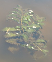 Potamogeton lucens