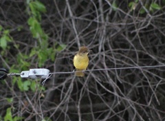 Chlorocichla flaviventris