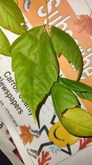 Acer negundo texanum