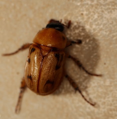 Cyclocephala signaticollis